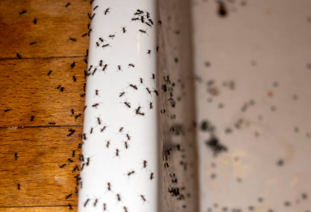 Best Wasp Removal Services  in Tuckerman, AR
